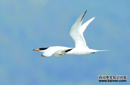 ����˷�ͷ��Ÿ