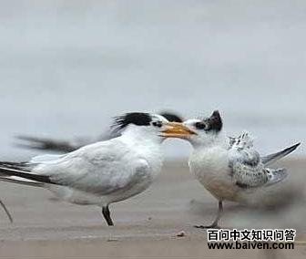 ����˷�ͷ��Ÿ