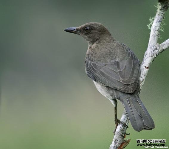 ������ͼƬ