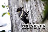 黑棕斑啄木鸟 黑棕斑啄木鸟的图片