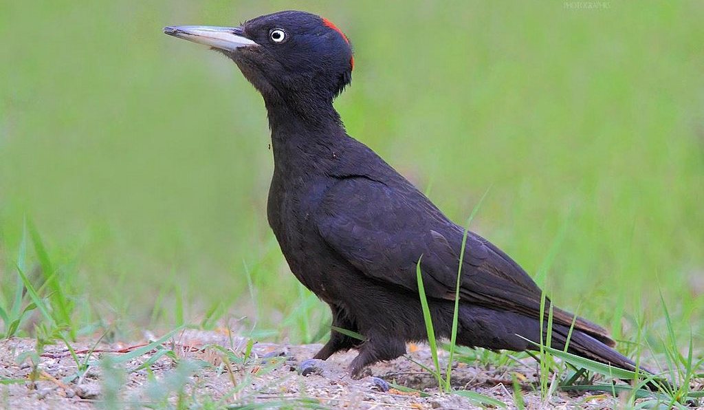 ����ľ���ͼƬ