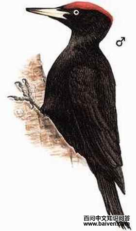 ����ľ��