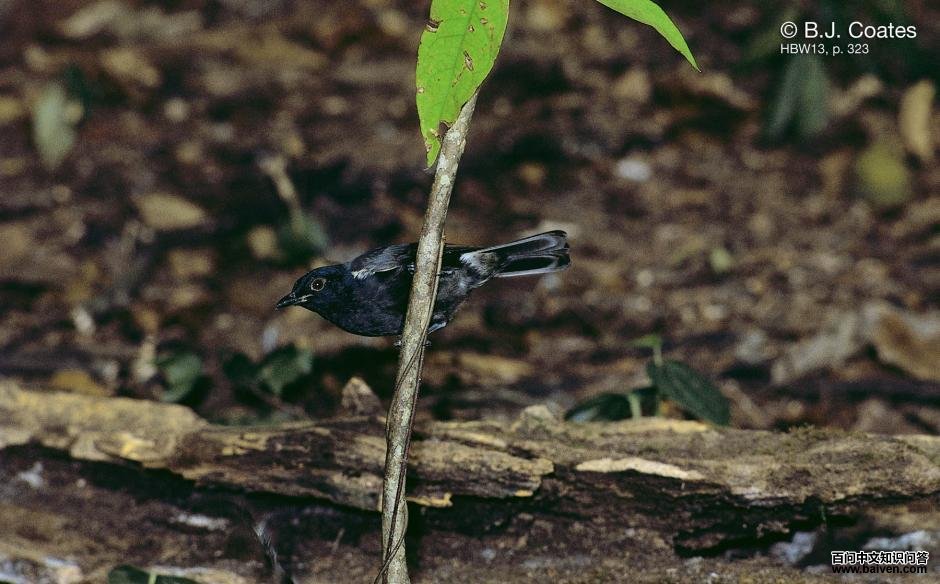 ���Ĺ����ͼƬ