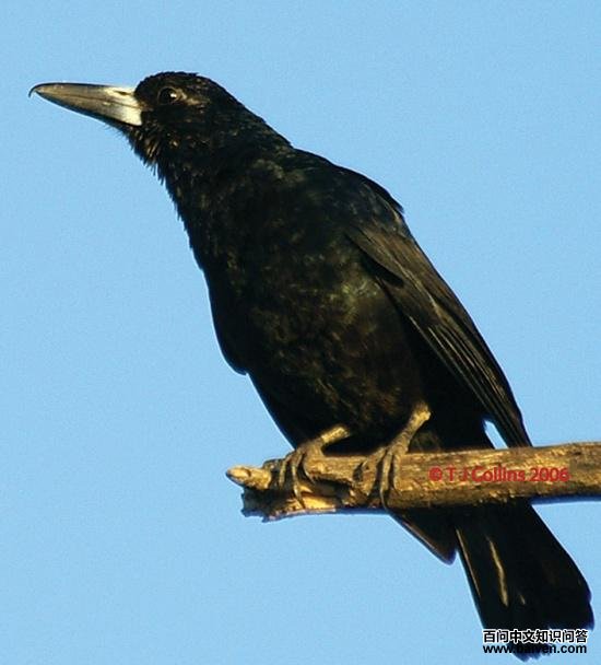 黑钟鹊 黑钟鹊的图片