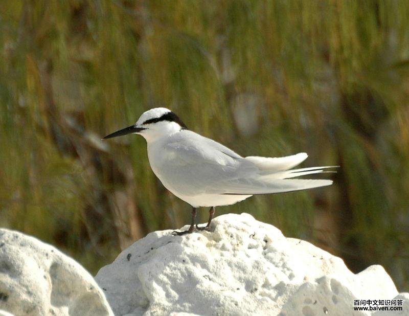 ������Ÿ��ͼƬ