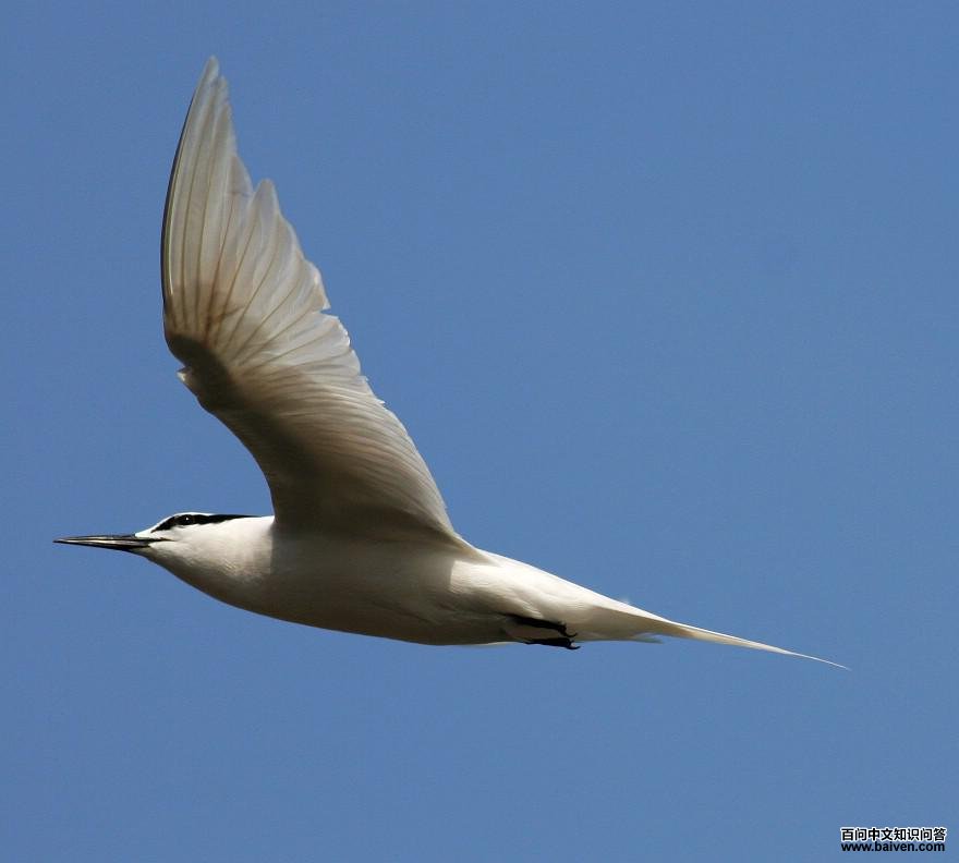 ������Ÿ