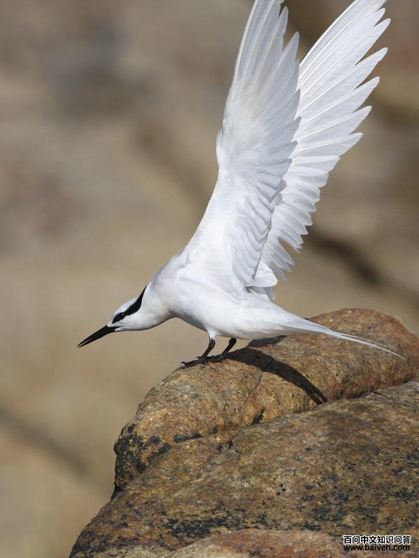 ������Ÿ