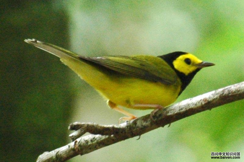 ������ɭݺ��ͼƬ