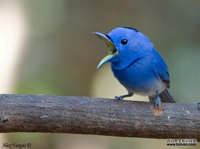 �������l