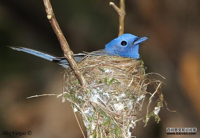 �������l