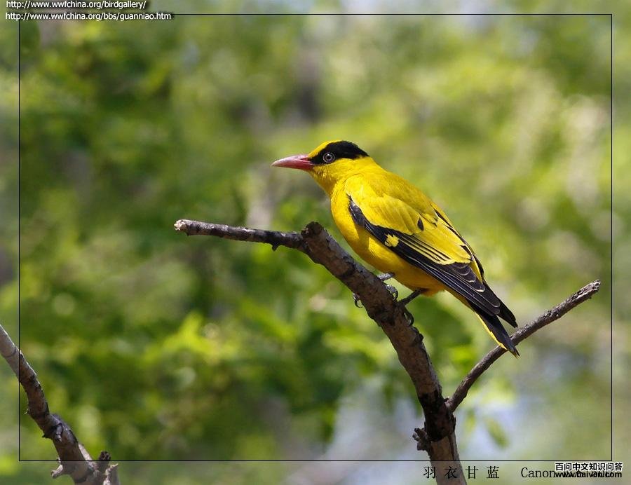 ��������ͼƬ