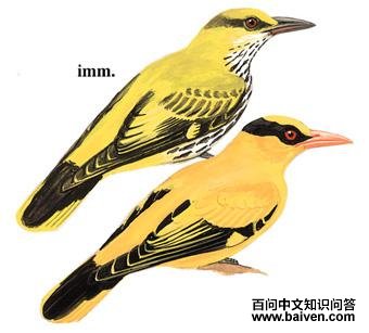 ������𿣺��̬����ͼ