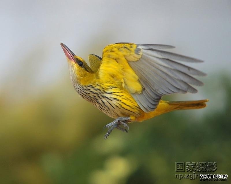 ������𿣺�ǳ���