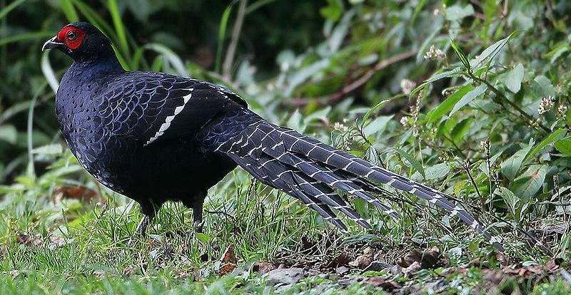 �ڳ�β����ͼƬ