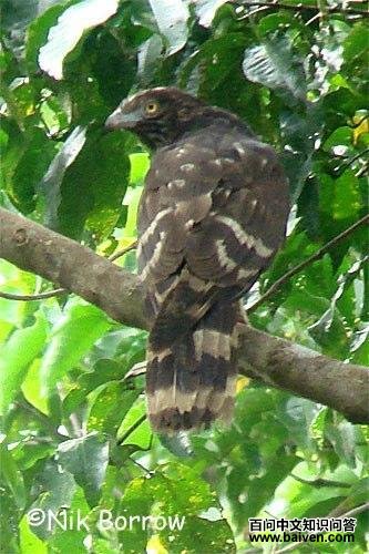 黑长尾鵟 黑长尾鵟的图片