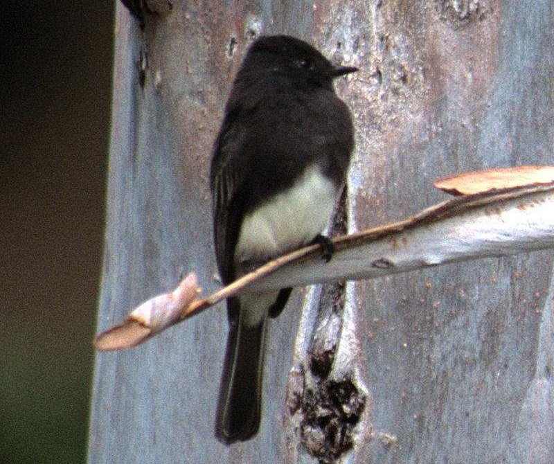 �ڳ�β���l��ͼƬ