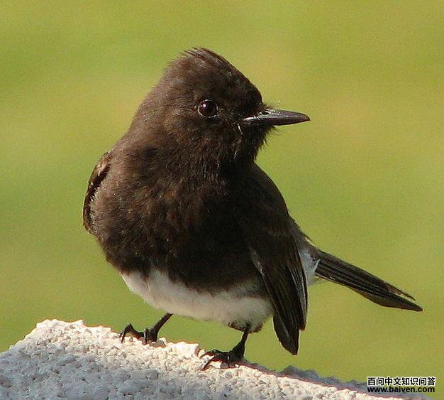 �ڳ�β���l