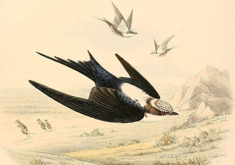 白背燕 白背燕的图片