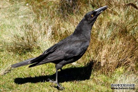 ������ȵ