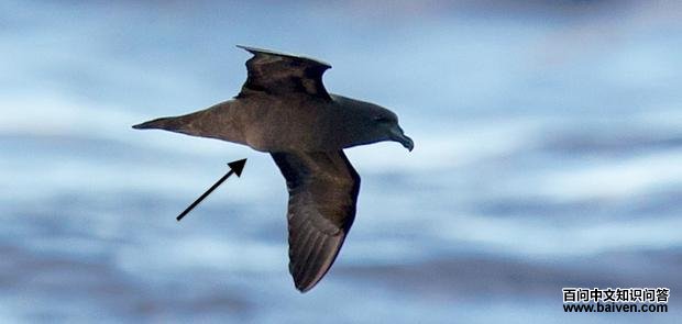 ��Բβ�׵�ͼƬ