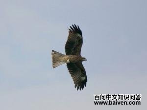 ��𰣺����ͼ