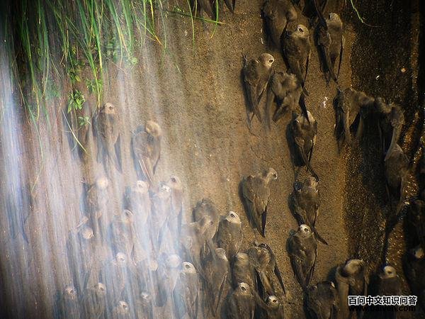 黑雨燕属 黑雨燕属的图片