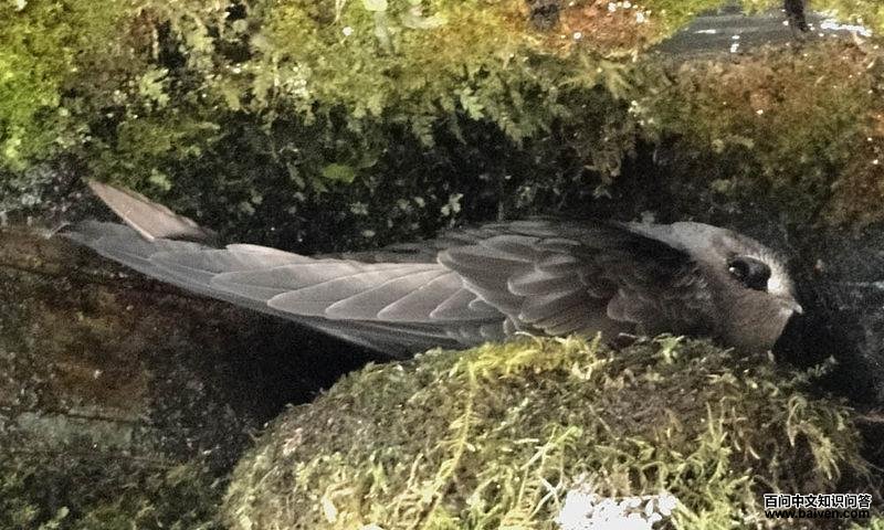 �������ͼƬ