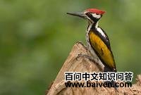 黑腰啄木鸟 黑腰啄木鸟的图片