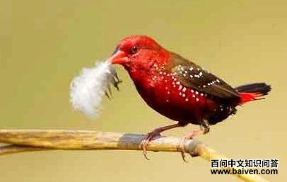 ����÷��ȸ