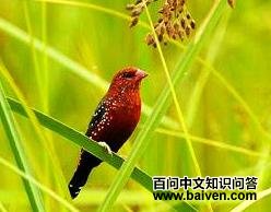 ����÷��ȸ