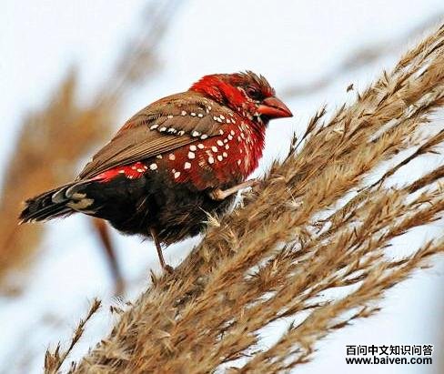 ����÷��ȸ