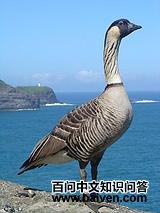 �����ĺ���