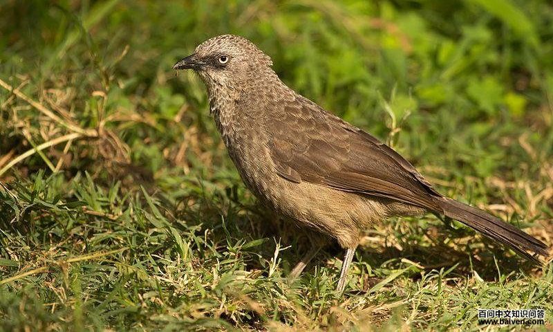 黑眼先鸫鹛 黑眼先鸫鹛的图片