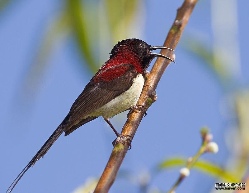 ����̫��������