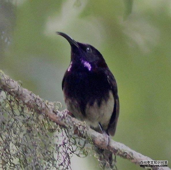 ����̫��������assamensis���֣�