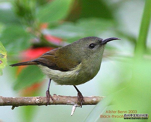 ����̫���񣺴���