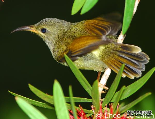 ����̫��������