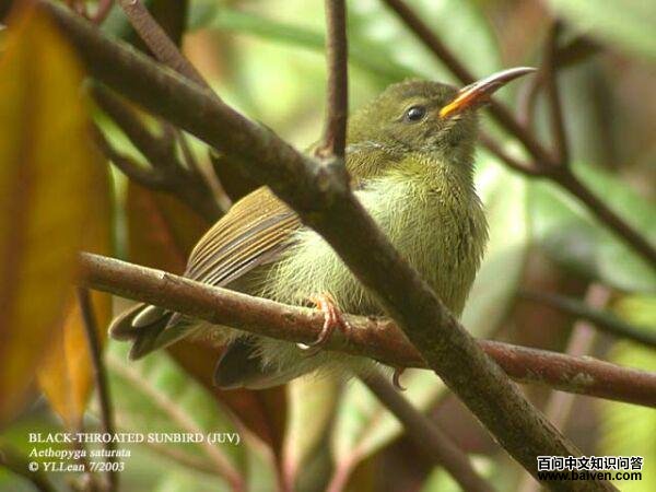 ����̫��������