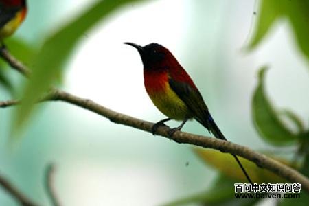 ����̫����