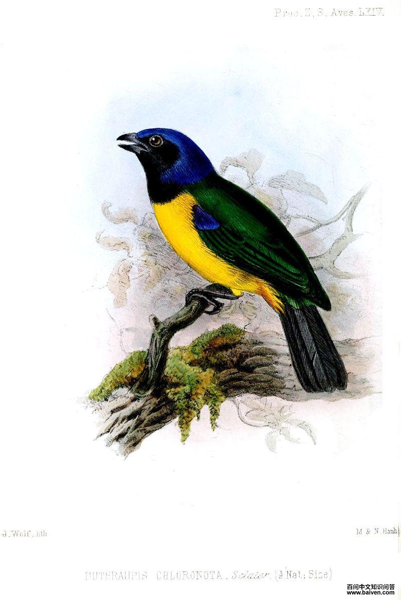 黑胸山裸鼻雀 黑胸山裸鼻雀的图片