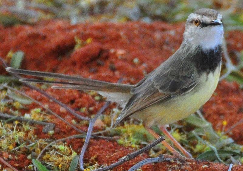 ����ɽ��ݺ��ͼƬ