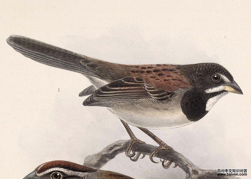 ������ȸ�c��ͼƬ