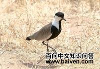 黑胸麦鸡 黑胸麦鸡的图片