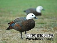 黑胸麻鸭 黑胸麻鸭的图片