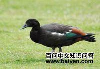 ������Ѽ