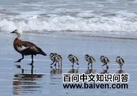 ������Ѽ