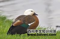 ������Ѽ