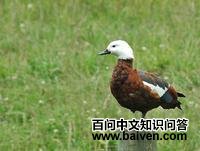 ������Ѽ