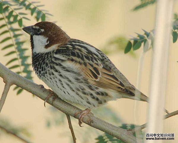 ������ȸ��ͼƬ