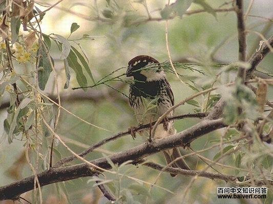 ������ȸ